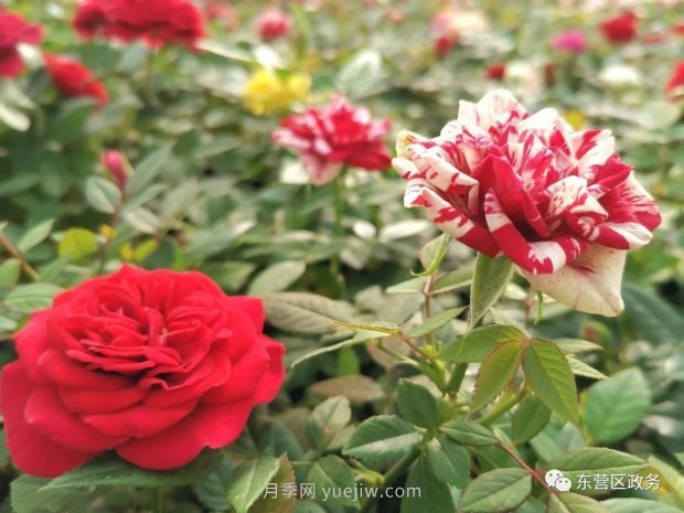 山东东营:月季盛开,这里的春天,太美了(图2) 山东东营:月季盛开,这里的春天,太美了(图2)
