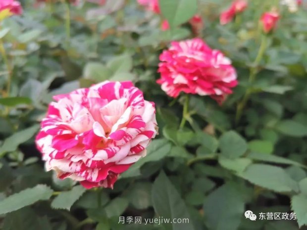 山东东营:月季盛开,这里的春天,太美了(图1) 山东东营:月季盛开,这里的春天,太美了(图1)