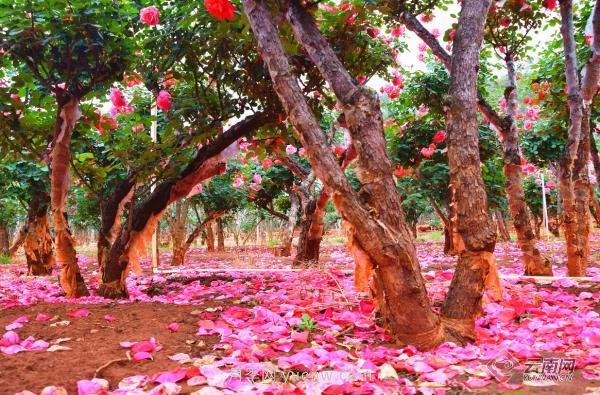 云南弥勒：古桩月季成村民增收“致富花”(图3)