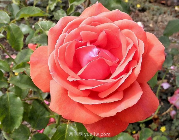 月季花的品种非常多，哪一款月季香味最香？推荐5个品种(图2)