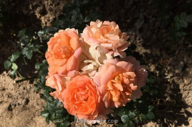 推荐4个适合家养的微型月季品种,效果真好看(图3) 推荐4个适合家养的微型月季品种,效果真好看(图2)