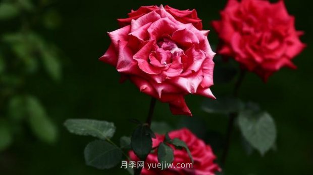 月季苗哪里买？买哪种规格的苗？买什么品种的苗？(图2)