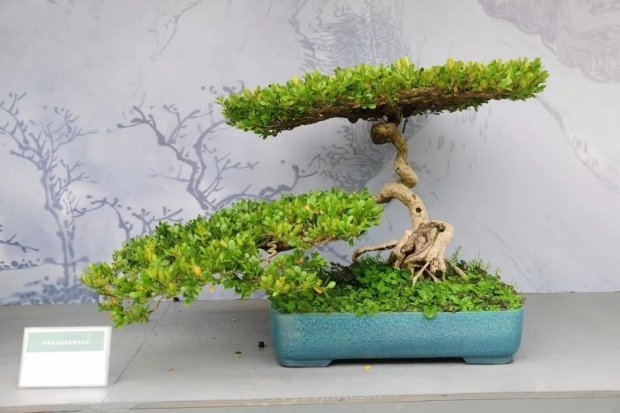 春季最近一个月成交量最高的十大苗木排行榜(图10)