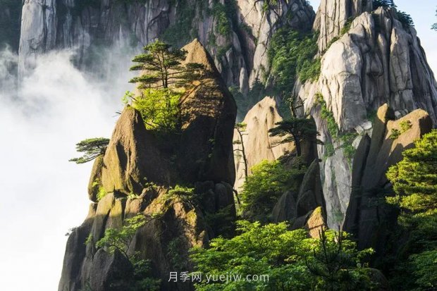 春季最近一个月成交量最高的十大苗木排行榜(图6)