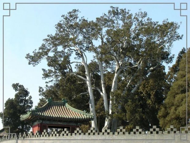 春季最近一个月成交量最高的十大苗木排行榜(图7)