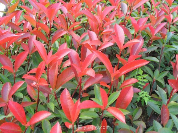 春季最近一个月成交量最高的十大苗木排行榜(图3)