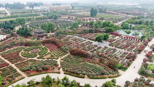 总书记走进这片花海，南阳月季产业生态富民(图4)