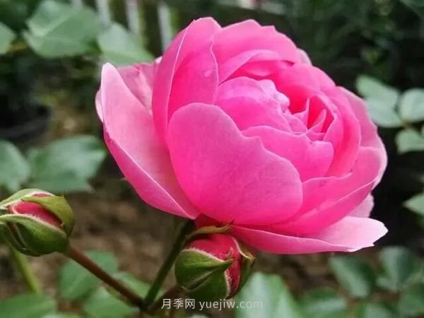 上海顺平路2520株艾拉绒球月季点亮初夏(图4) 上海顺平路2520株艾拉绒球月季点亮初夏(图4)