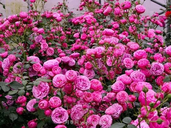 上海顺平路2520株艾拉绒球月季点亮初夏(图1) 上海顺平路2520株艾拉绒球月季点亮初夏(图1)