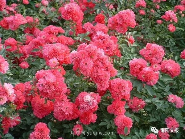 南阳自然条件卓越,产业发展迅速,独享“世界名称城”称号(图3) 南阳自然条件卓越,产业发展迅速,独享“世界月季名城”称号(图3)