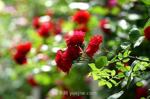 南阳月季火出圈！郑州市花月季举手有话说(图5)