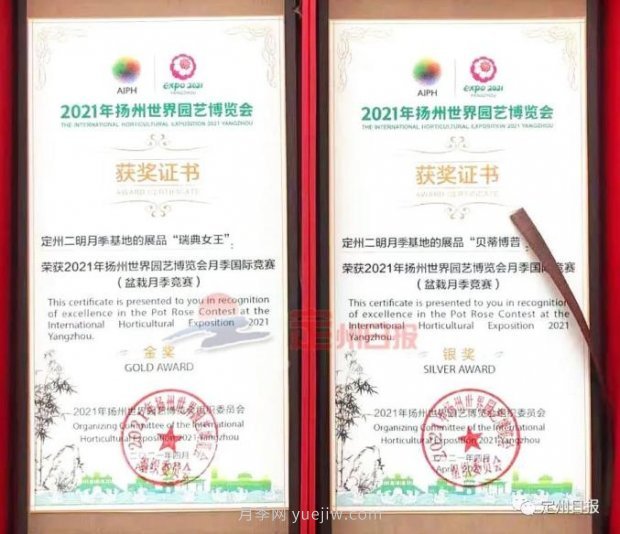 定州月季，2021年扬州世界园艺博览会斩获大奖！(图1)