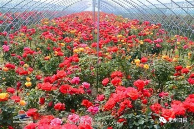 定州月季，2021年扬州世界园艺博览会斩获大奖！(图5)