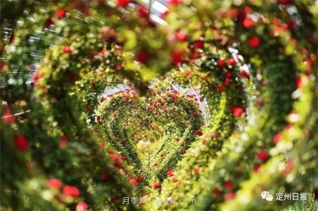 定州月季，2021年扬州世界园艺博览会斩获大奖！(图3)