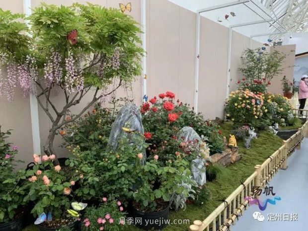 定州月季，2021年扬州世界园艺博览会斩获大奖！(图2)