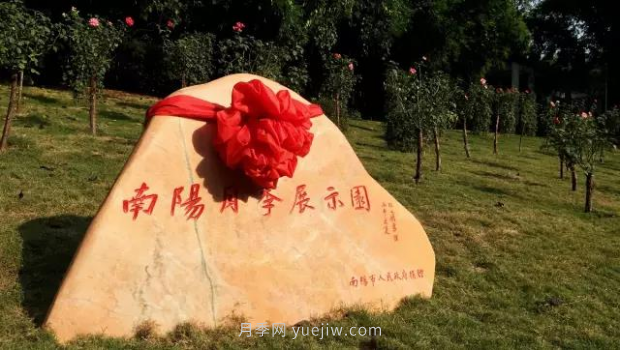 同赏一束花，共沐月季香，看南阳月季如何变为武汉“街花”(图3)