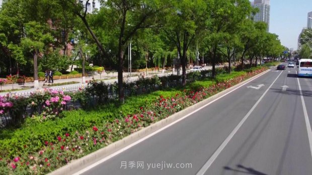 太原三百万株月季玫瑰盛开,许你一座浪漫之都(图5) 太原三百万株月季玫瑰盛开,许你一座浪漫之都(图5)