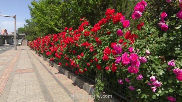 太原三百万株月季玫瑰盛开,许你一座浪漫之都(图7) 太原三百万株月季玫瑰盛开,许你一座浪漫之都(图7)
