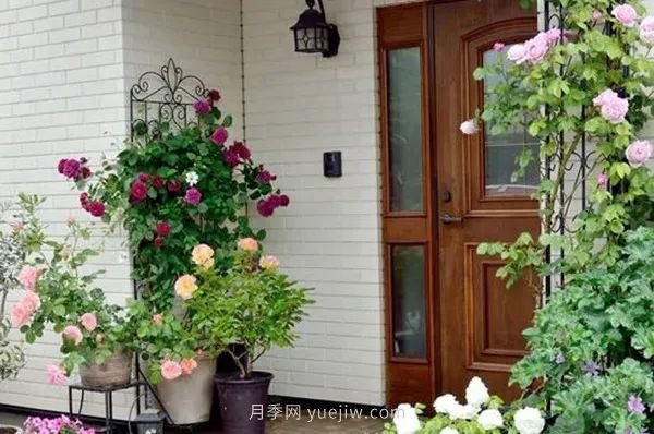 月季夏日如何防高温(图1)