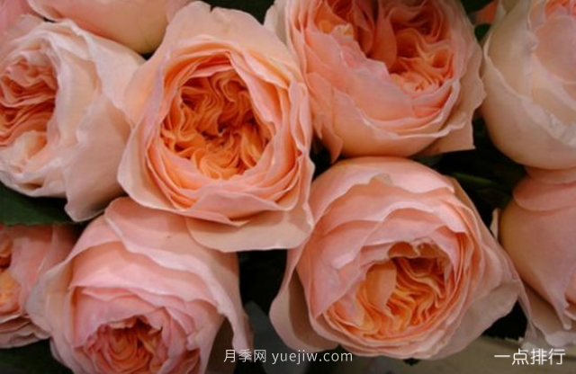 世界十大最美月季花品种 瑞典女王月季最为清新迷人(图8)