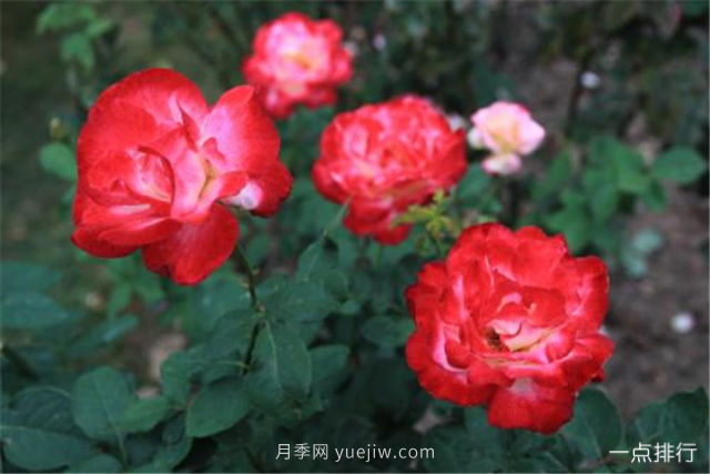 世界十大最美月季花品种 瑞典女王月季最为清新迷人(图1)