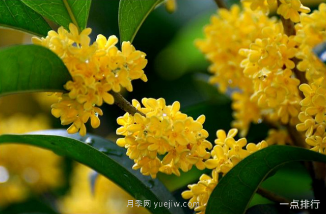 桂花哪个品种最名贵？名贵桂花品种排名(图6)