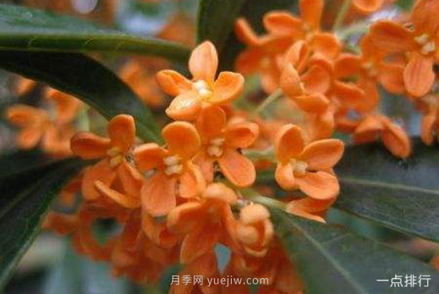 桂花哪个品种最名贵？名贵桂花品种排名(图1)