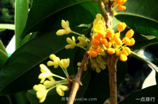 桂花哪个品种最名贵？名贵桂花品种排名(图5)