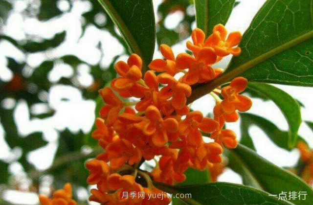 桂花哪个品种最名贵？名贵桂花品种排名(图3)