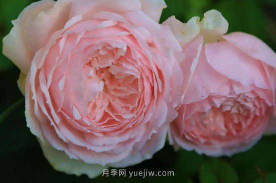 美咲月季和日和月季的分别(图2)