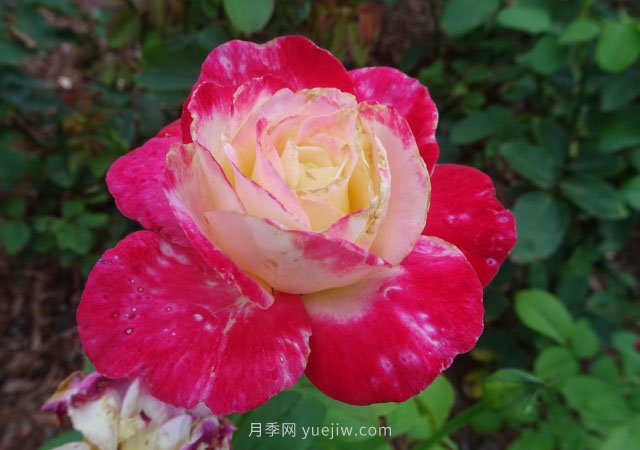 月季花的种类非常多，哪一种月季花好养活？推荐5个品种(图1)