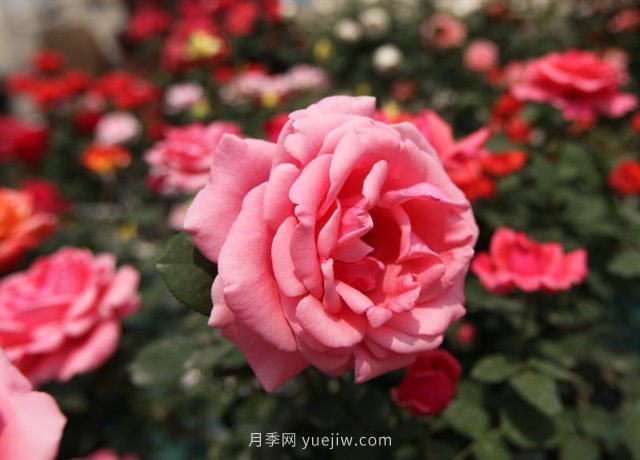 粉扇月季大花国月推荐(图1) 粉扇月季大花国月推荐(图1)