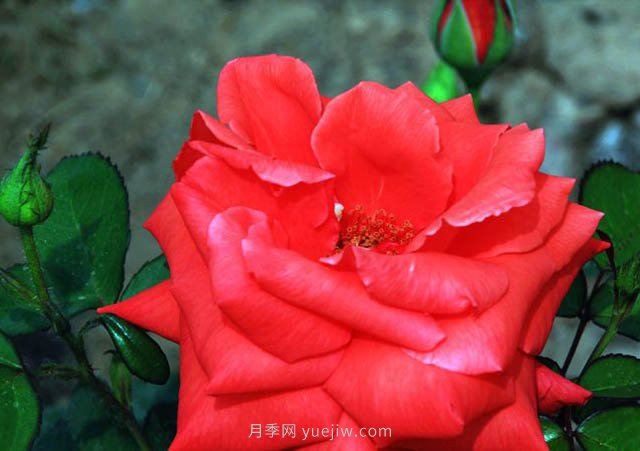 赌城月季的优缺点是什么？(图1)