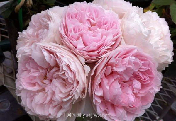 真诚月季的优缺点是什么?(图1) 真诚月季的优缺点是什么?(图1)