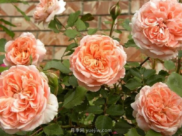 珍贵的梦月季(图1) 珍贵的梦月季(图1)