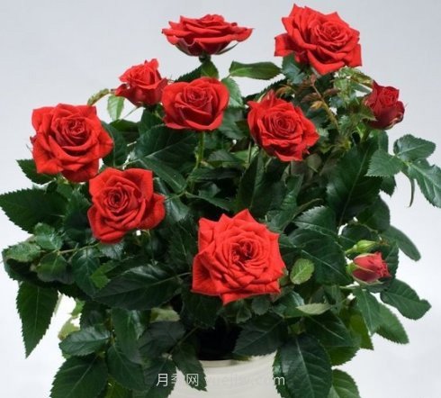 莫扎特柯德娜月季/莫扎特科德娜(图1)