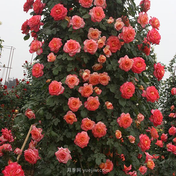 藤彩云月季(图1)