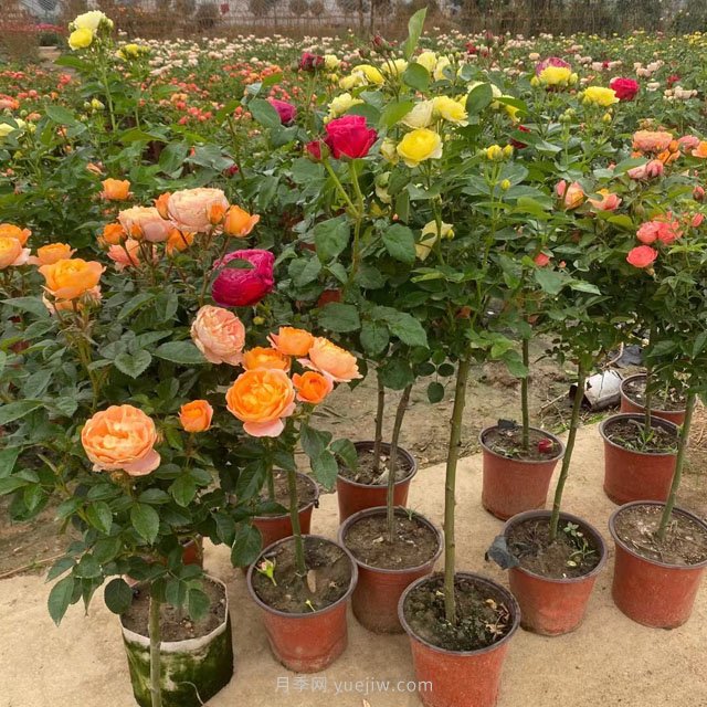 南阳零售棒棒糖月季有哪些品种(图1) 南阳零售棒棒糖月季有哪些品种(图1)