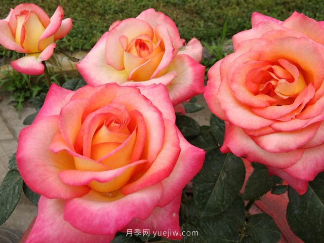 彩云月季,优秀灌木大花月季,四季开花庭院必养(图3) 彩云月季,优秀灌木大花月季,四季开花庭院必养(图3)