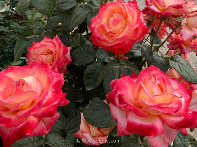 彩云月季,优秀灌木大花月季,四季开花庭院必养(图2) 彩云月季,优秀灌木大花月季,四季开花庭院必养(图2)
