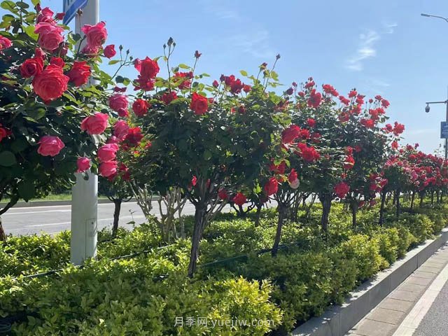 园林造型树木修剪方法(图1)