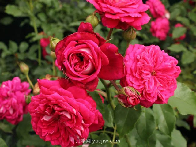 美心月季(图3)