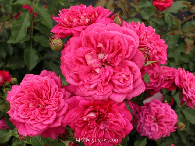 美心月季(图1)