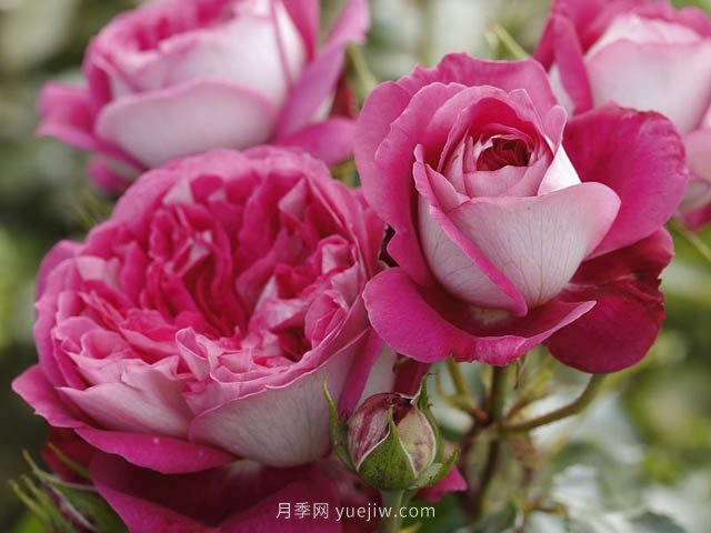 美心月季，古典月季和现代风格的创造性结合(图1)