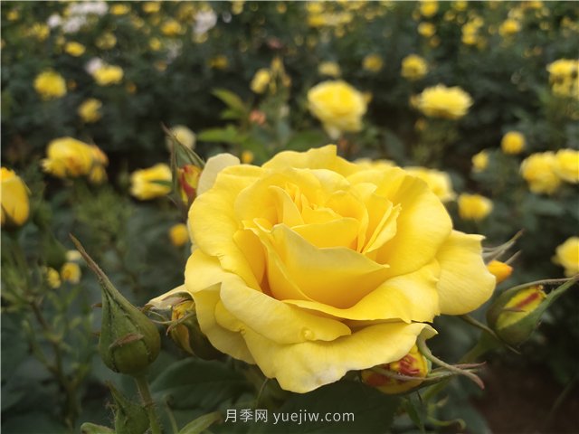为什么越来越多的月季花友抛弃欧月?这些缺点:很多人的痛点(图1) 为什么越来越多的月季花友抛弃欧月?这些缺点是很多人的痛点(图1)