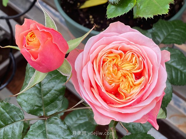 为什么越来越多的月季花友抛弃欧月?这些缺点:很多人的痛点(图2) 为什么越来越多的月季花友抛弃欧月?这些缺点是很多人的痛点(图2)