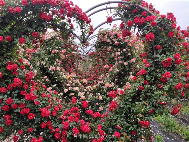 养好月季花很简单，只用记住这6个窍门，(图1)