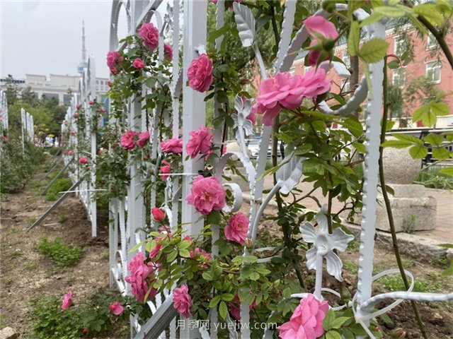 长春文化广场,藤本月季与你相约浪漫夏天(图1) 长春文化广场,藤本月季与你相约浪漫夏天(图1)