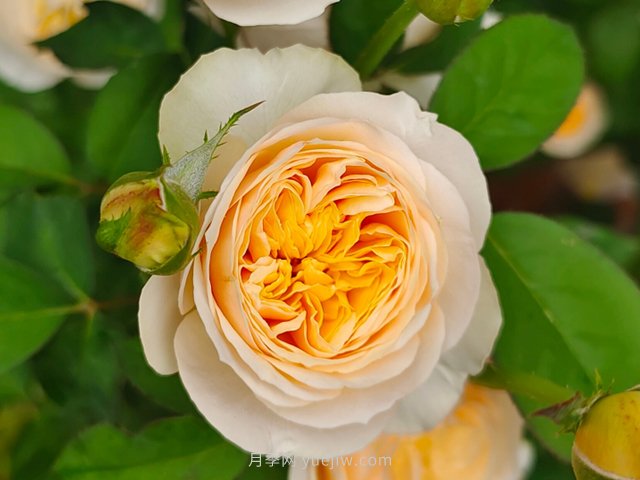 切花月季知识百科(图1)