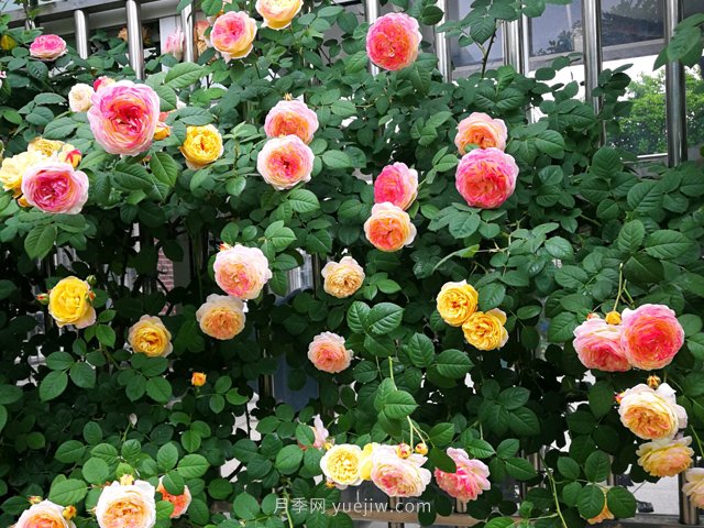 罗曼尼詹森月季,拥有彩色的月季花墙(图3) 罗曼尼詹森月季,拥有彩色的月季花墙(图3)